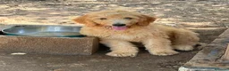 Goldendoodle perros en venta: Goldendoodle f1 - Anuncio 2
