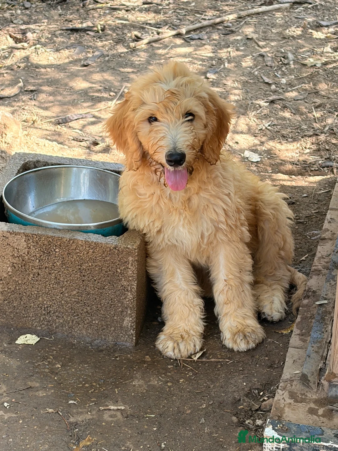 Goldendoodle perros en venta: Goldendoodle f1 - Anuncio 2