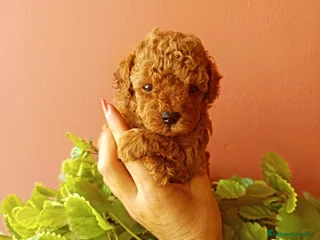 Caniche Toy perros - Anuncio 40