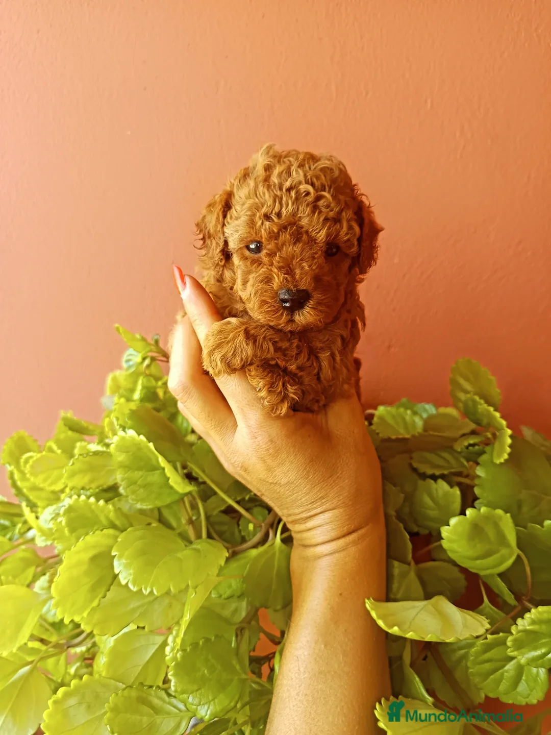 Caniche Toy perros en venta: Caniche toy - Anuncio 1