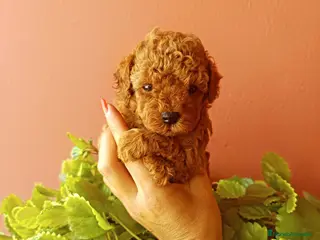 Caniche Toy perros Caniche toy - Anuncio 28