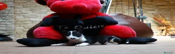 Bull Terrier perros en venta: BULL TERRIER - Anuncio 5