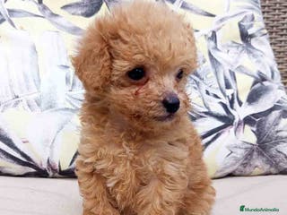 Caniche Toy perros Caniche Hembra 1 de Estela y King AQUANATURA - Anuncio 16