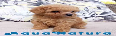 Caniche