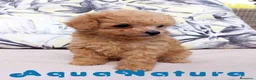 Caniche Toy perros en venta: Caniche Hembra 1 de Estela y King AQUANATURA - Anuncio 1