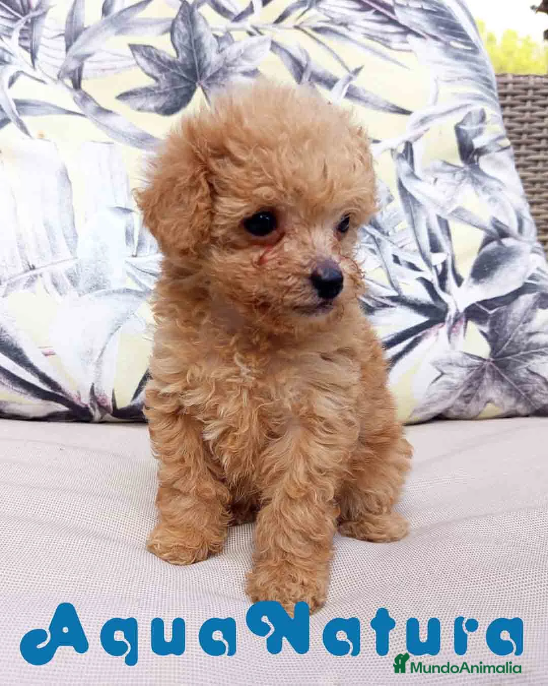 Caniche Toy perros en venta: Caniche Hembra 1 de Estela y King AQUANATURA - Anuncio 1