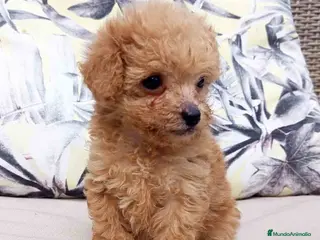 Caniche Toy perros Caniche Hembra 1 de Estela y King AQUANATURA - Anuncio 32