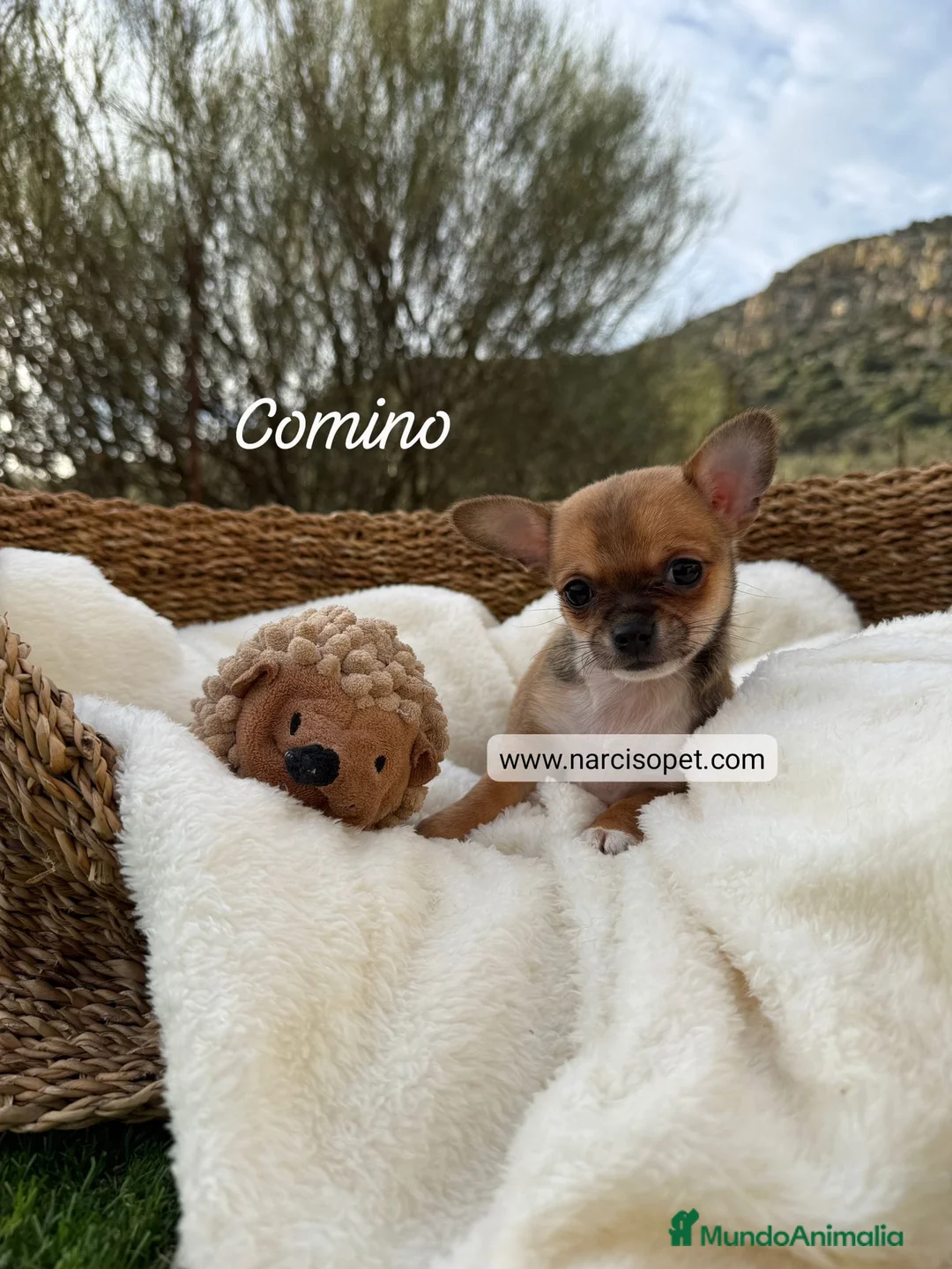 Chihuahua perros en venta: CHIHUAHUA - Anuncio 1