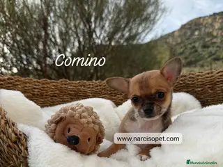 Chihuahua perros CHIHUAHUA - Anuncio 1