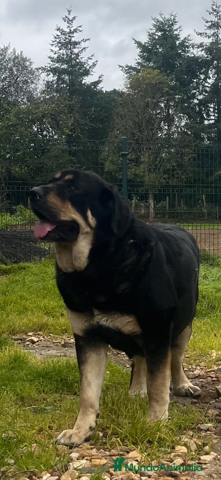 Mastín Español perros en venta: Camada de mastin español - Anuncio 1