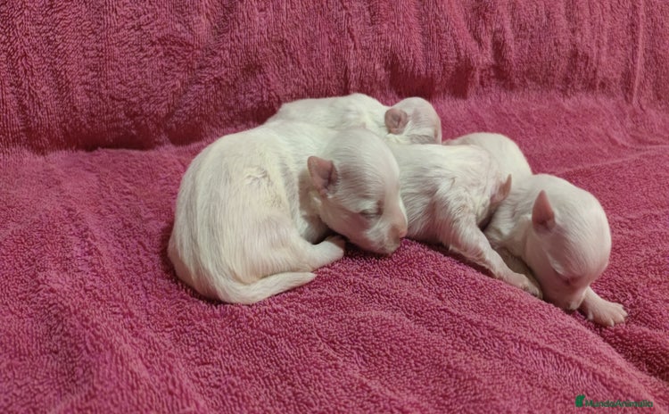 Bichón Maltés perros - Anuncio 1