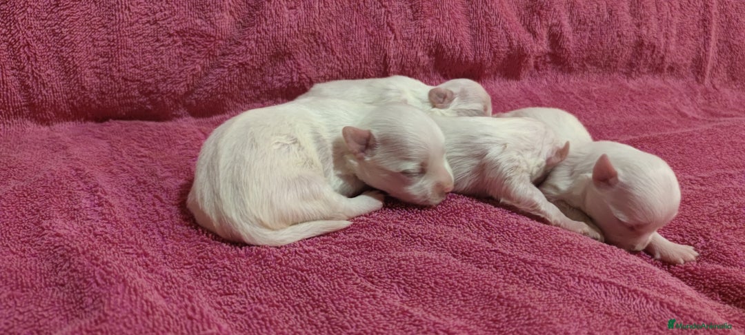 Bichón Maltés perros en venta: Bichón Maltés Toy  - Imagen 1