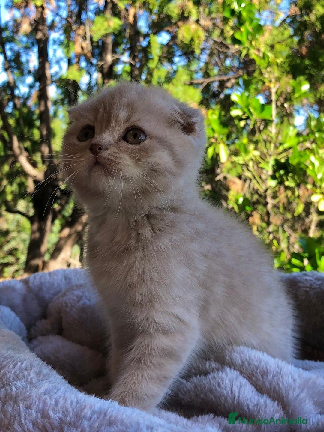 Scottish Fold gatos en venta: GATITA SCOTTISH FOLD - Anuncio 2