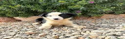 Border Collie perros en venta: BORDER COLLIE - Anuncio 2