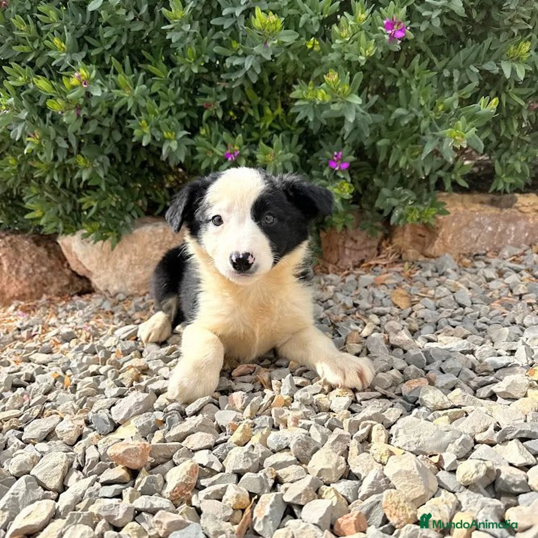 Border Collie perros en venta: BORDER COLLIE - Anuncio 2