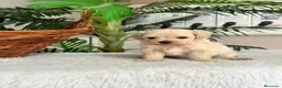 Maltipoo perros en venta: MALTIPOO MACHO - LINEA COREANA - Anuncio 6