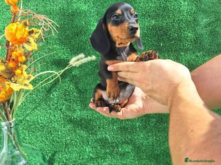 Teckel Miniatura perros - Anuncio 12