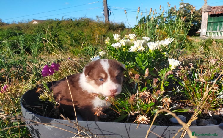 Border Collie perros - Propaganda 1
