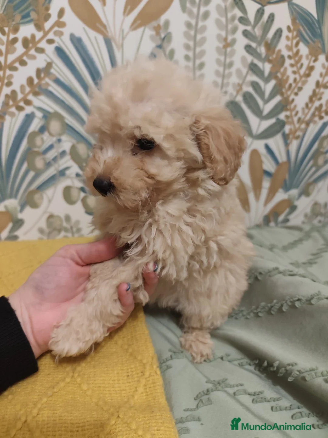 Caniche Toy perros en venta: Excelentes cachorros de caniches 🧡💛 - Anuncio 6