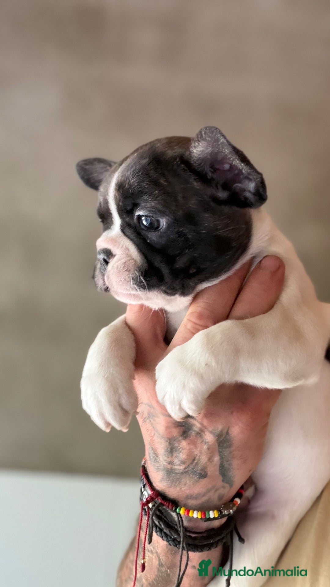 Bulldog Francés perros en venta: Cachorro de 2 meses - Anuncio 5