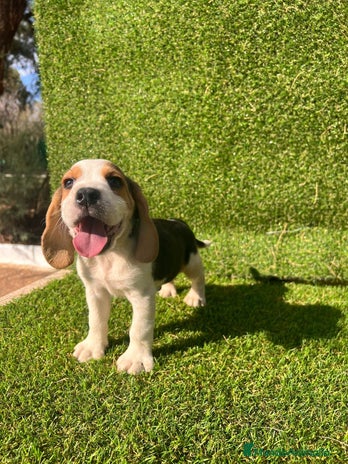 Beagle perros en Ciudad Real - Anuncio 6