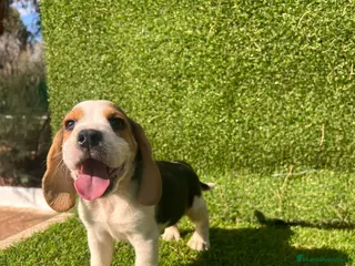 Beagle perros Beagle en Ciudad Real - Anuncio 34