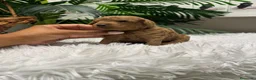 Caniche Toy perros en venta: CANICHE HEMBRA - Anuncio 2