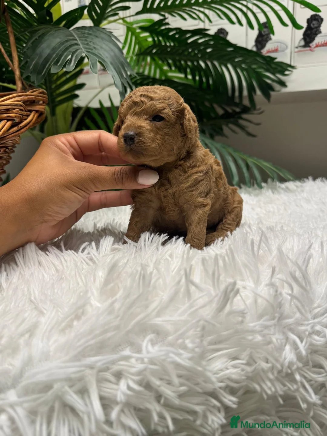 Caniche Toy perros en venta: CANICHE HEMBRA - Anuncio 2