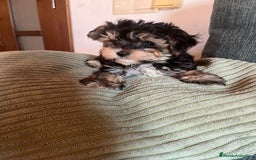 Raza Mixta perros en venta: CACHORROS DE YORKIE POO - Imagen 4