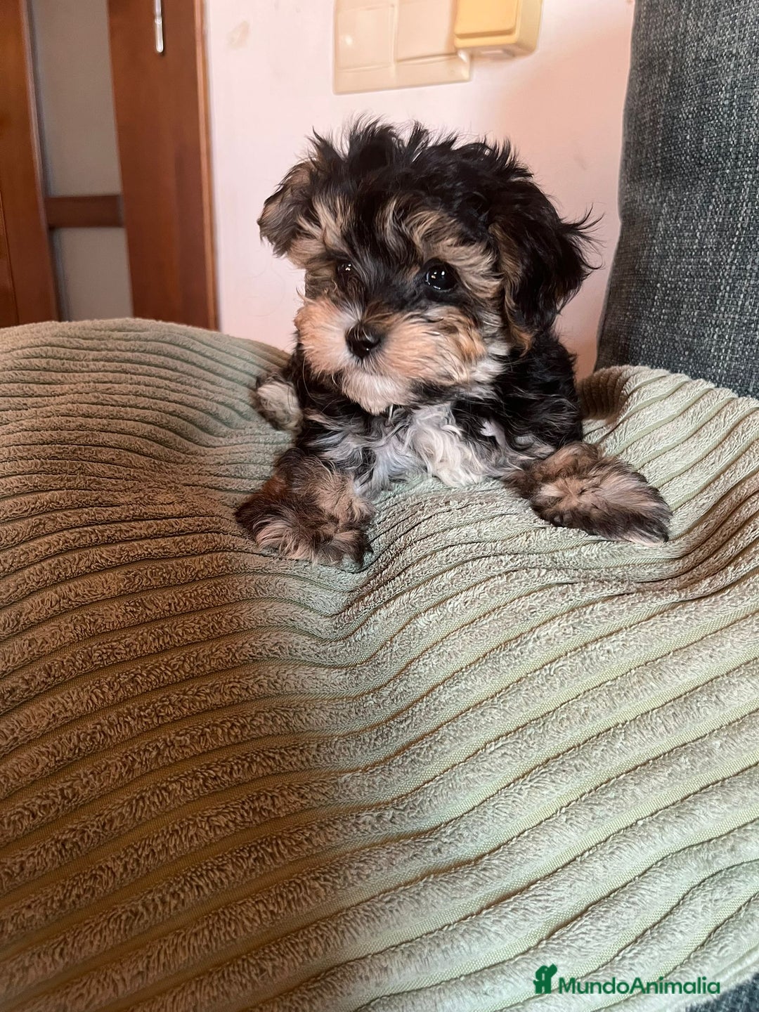 Raza Mixta perros en venta: CACHORROS DE YORKIE POO - Imagen 4
