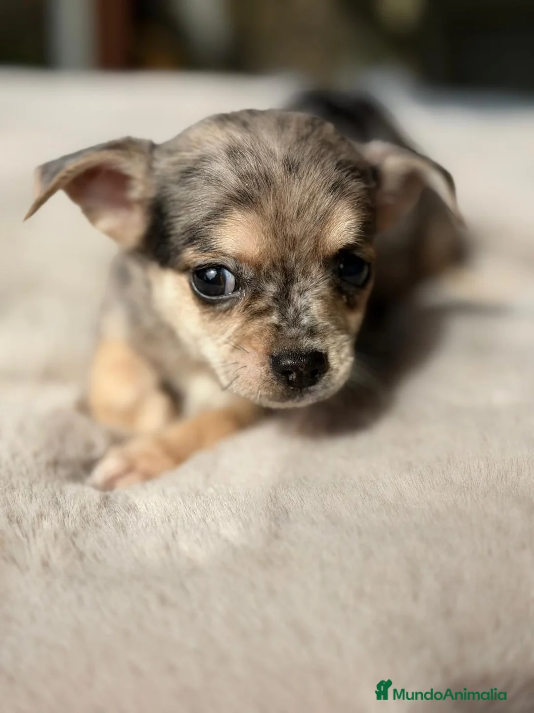 Chihuahua perros en venta: CAMADA CHIHUAHUA MERLE MACHO - Anuncio 1