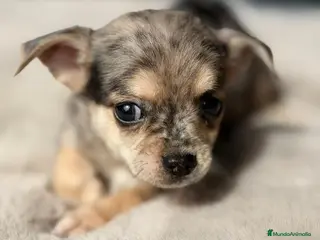 Chihuahua perros CAMADA CHIHUAHUA MERLE MACHO - Anuncio 2