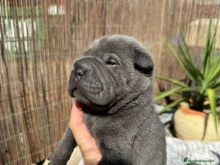 Shar Pei perros BABY SHAR PEI BLUE en Málaga - Anuncio 4
