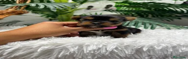 Yorkshire Terrier 1