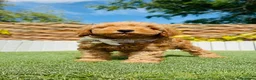 Caniche Toy perros en venta: CANICHE TOY-LISTO PARA ENTREGAR - Anuncio 10
