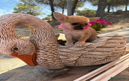 Chihuahua perros en venta: Chihuahuas hembra disponible!!! - Imagen 8