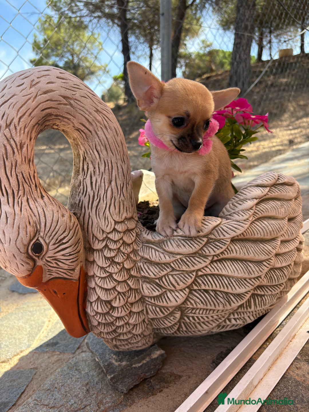Chihuahua perros en venta: Chihuahuas hembra disponible!!! - Imagen 8