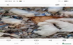 Bichón Maltés perros en venta: Bichoncitos Maltés - Imagen 5