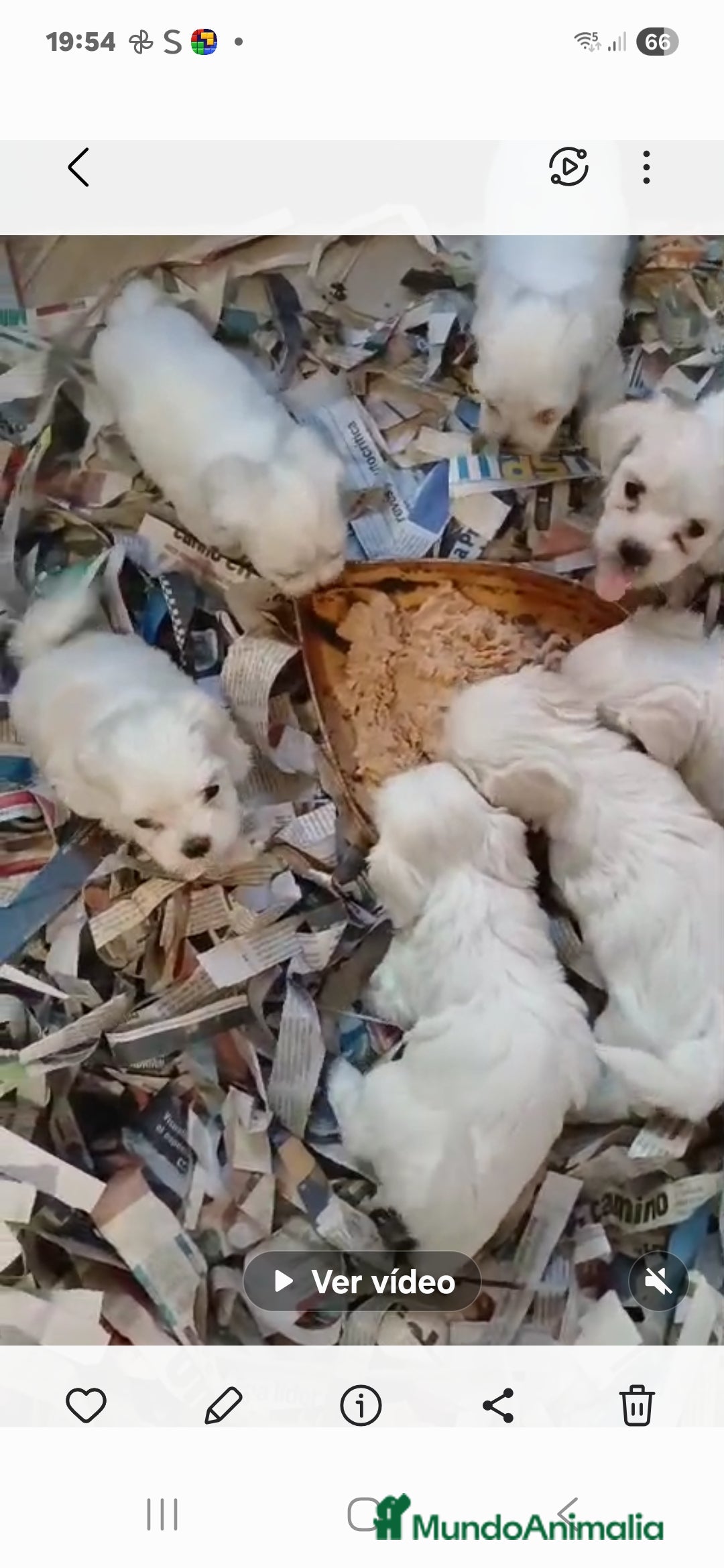 Bichón Maltés perros en venta: Bichoncitos Maltés - Imagen 5