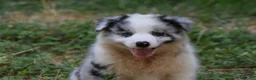 Border Collie perros en venta: Cachorros de Border Collie disponibles - Anuncio 26