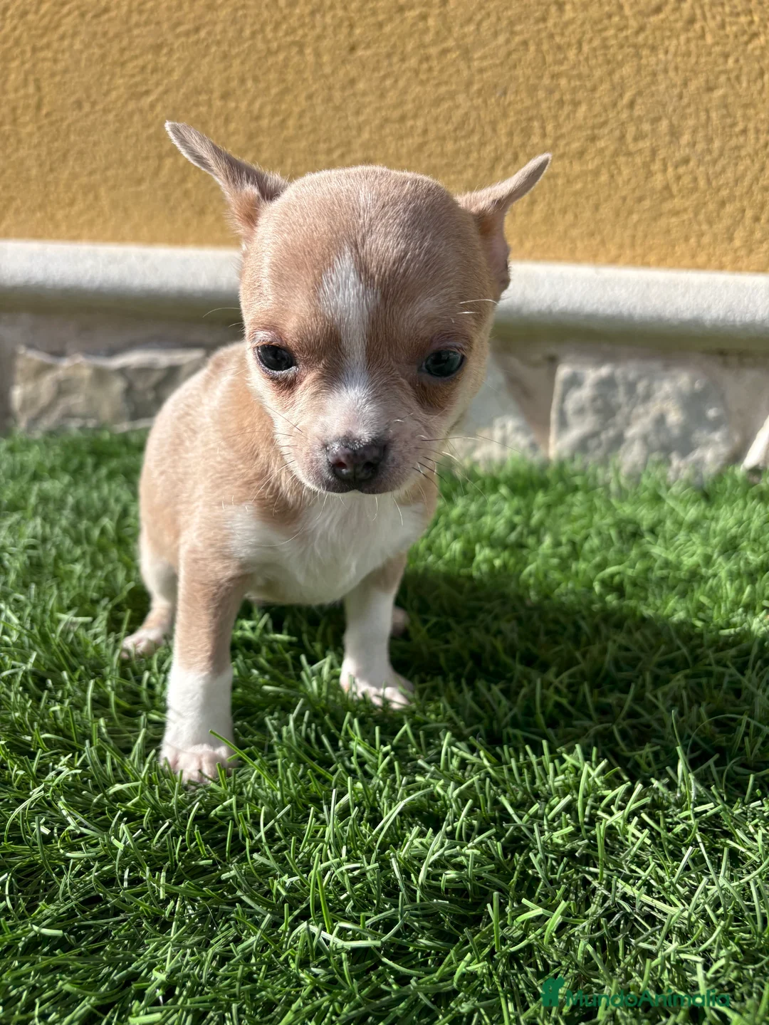 Chihuahua perros en venta: Chihuahua macho marrón blue ojos azules - Anuncio 10