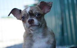 Chihuahua perros en venta: ✨ Conoce , Paddy y Rhonda ✨ - Imagen 3