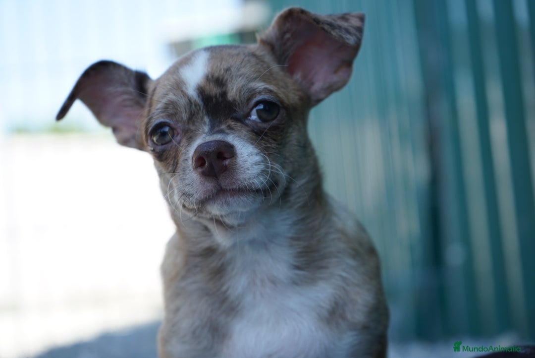 Chihuahua perros en venta: ✨ Conoce , Paddy y Rhonda ✨ - Imagen 3
