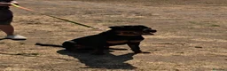 Rottweiler perros en venta: Rottweiler joven 8 meses - Anuncio 5