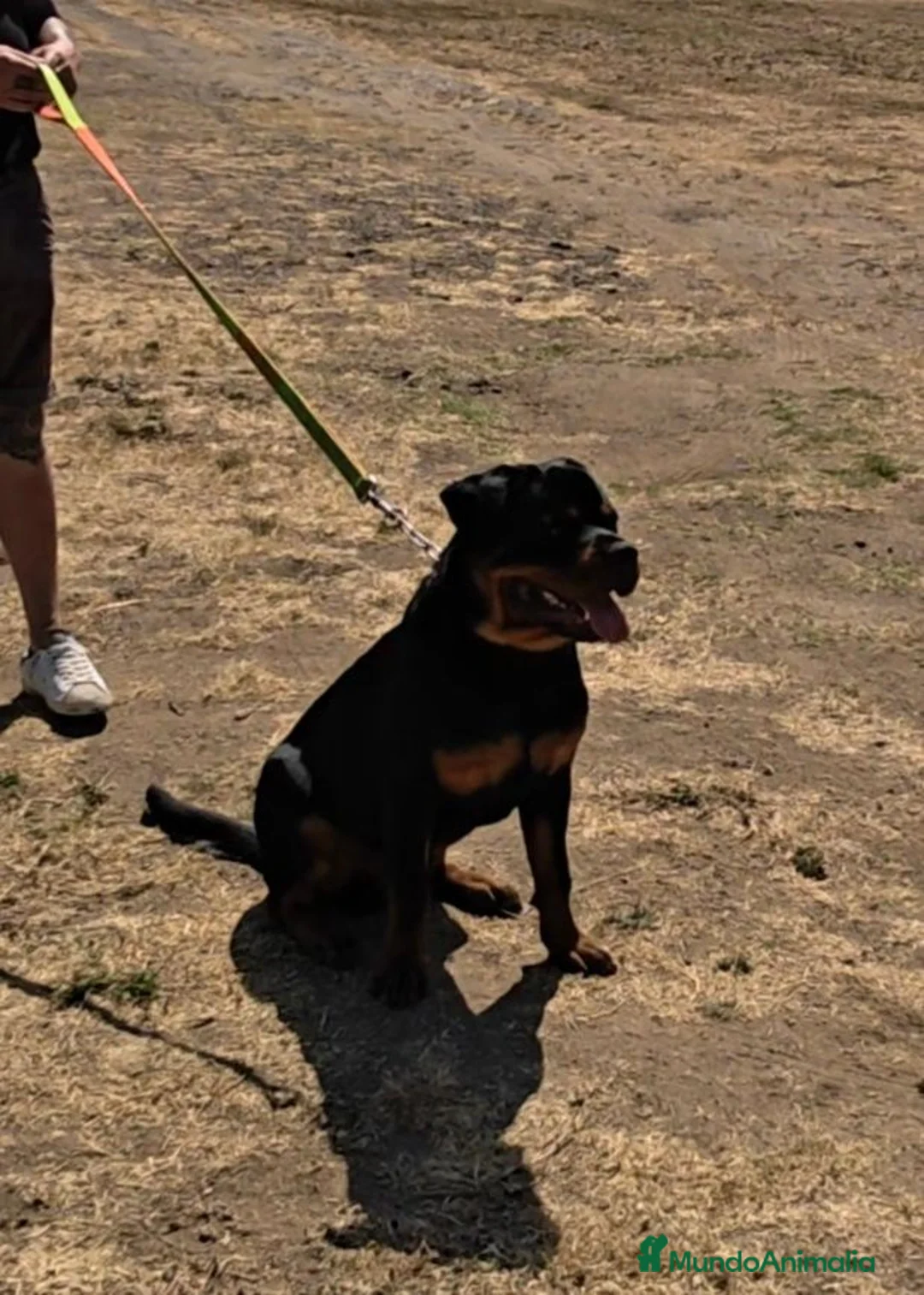 Rottweiler perros en venta: Rottweiler joven 8 meses - Anuncio 5