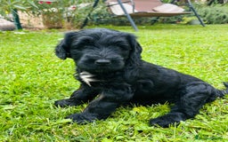 Goldendoodle perros en venta: Cachorros Goldendoodle hipoalergénicos - Imagen 5