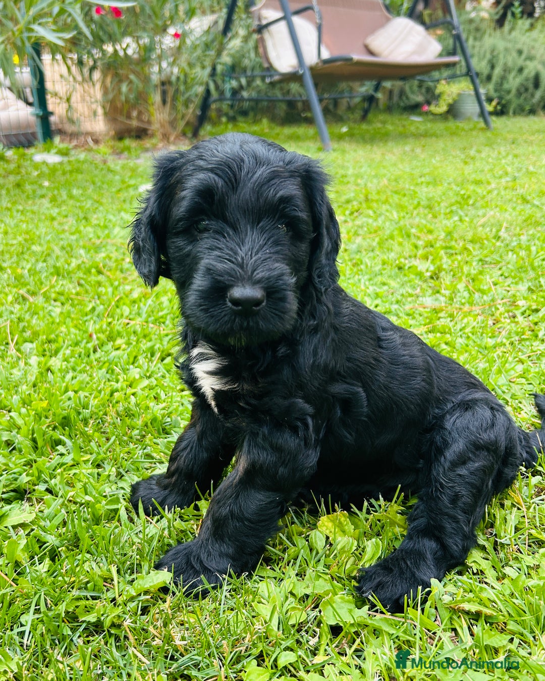 Goldendoodle perros en venta: Cachorros Goldendoodle hipoalergénicos - Imagen 5