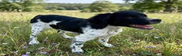 Épagneul Breton perros en venta: Epagneul bretón  - Anuncio 3