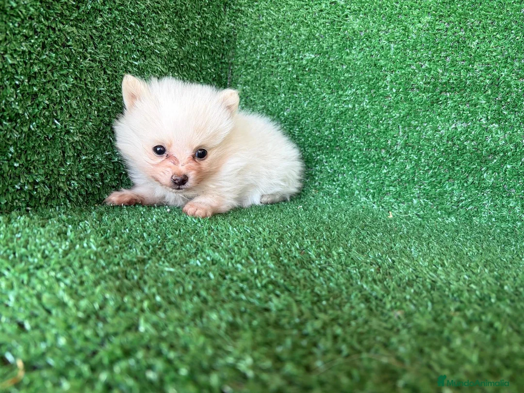 Pomerania perros en venta: pomerania - Anuncio 6