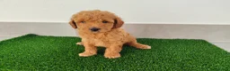 Caniche Toy perros en venta: Caniches toy - Anuncio 17